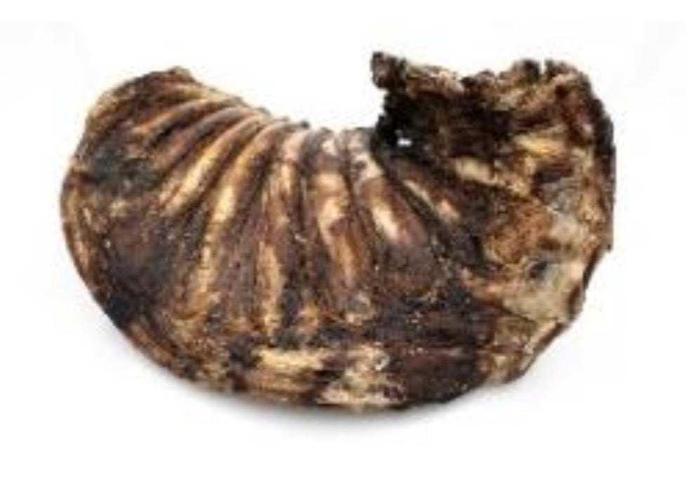 Hirschrippe ganz getrocknet