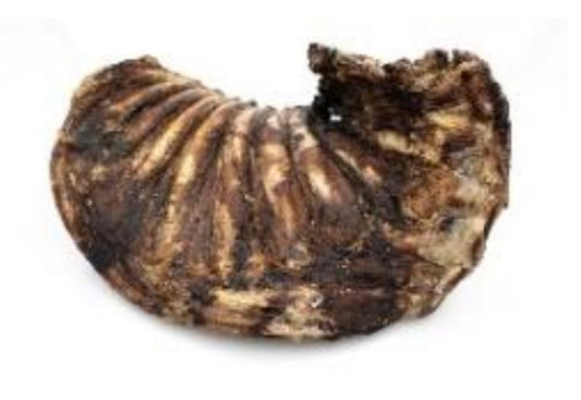 Hirschrippe ganz getrocknet