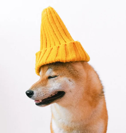 Futterplan Junghund